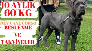 60 KG DEV CANE CORSO BESLENME VE TAKVİYE ÖNERİLERİ [upl. by Ennaylime]