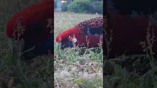 Colourful Rosella bird shortfeed wildbirds wildlife hallsgap victoria australia [upl. by Ragland166]