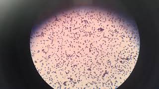 Micrococcus [upl. by Queen]