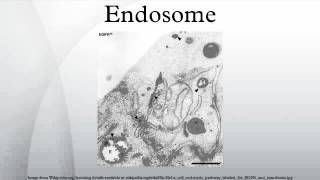 Endosome [upl. by Letch]