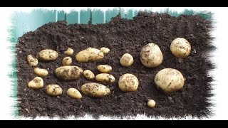 Two pot mystery homegrown organic potato reveal [upl. by Asseret]