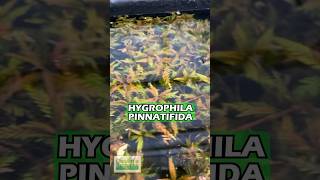 Hygrophila Pinnatifida BY THE STEM Aquarium Plant For Sale [upl. by Elwira]