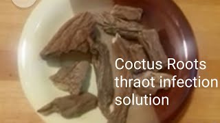 Costus root natural solution for throat infections [upl. by Valentina774]