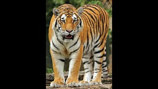 National zoo in bd Royal Bengal Tigers zoo [upl. by Enelyak]