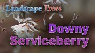 Will a Downy Serviceberry Tree Grow in Your Yard [upl. by Akeirahs]