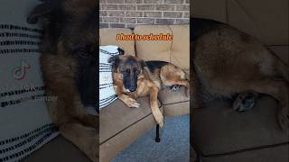 I had to schedule German Shepherd GSD 😯🙃🐶new shorts ytshorts viral viralshorts [upl. by Myrtie]