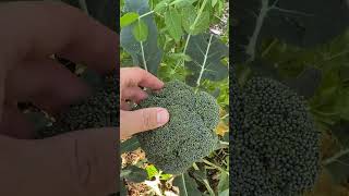 WHEN To Harvest Broccoli [upl. by Narat875]