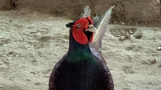 Green Ring Necked Pheasant on breeding Male Female shorts pheasant trendingshorts P1 [upl. by Ttelrahc]