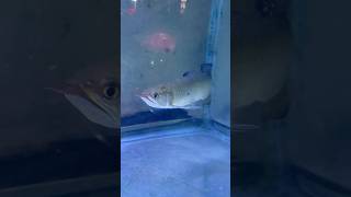 Jardini arowana  fishing video viralvideo [upl. by Tamar567]