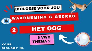 5 vwo  Waarneming amp Gedrag  2  Het oog [upl. by Massiw]