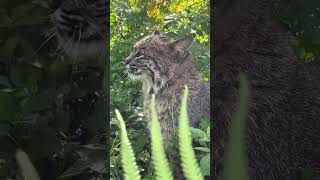 A Very Small Rescued Wild Bobcat Named Summer [upl. by Thirzia532]