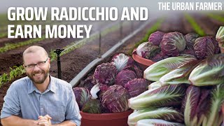 You can EARN money from Growing Radicchio [upl. by Anaes]