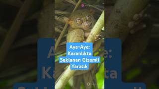 AyeAye Karanlıkta Saklanan Gizemli Yaratık [upl. by Isolde]