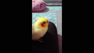 Goldie sonaar dustumi 😘😋😝birds cutebaby birdslover golumolu play cockteil [upl. by Ailekahs]