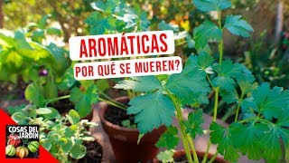 TOP 10 ERRORES MAS COMUNES CULTIVO HIERBAS AROMATICAS [upl. by Aicsile]