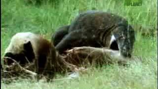 Fooled by Nature  Komodo Dragon Teeth [upl. by Grady]