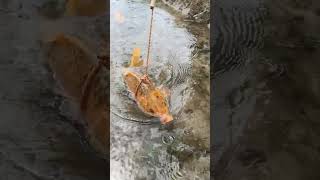 Best Fishing fish reels bigfish fishing [upl. by Melentha]