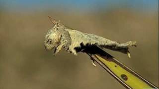 Loggerhead Shrike Impales Horned Lizard [upl. by Tima]