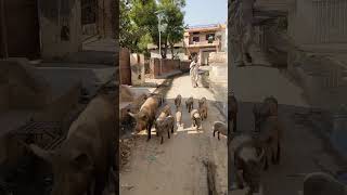 pig farming in rural India 🇮🇳 [upl. by Langan]