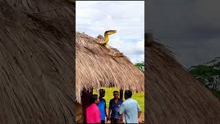 A Snake is Taking a Break on the Roof snake mystery python weirdanimals [upl. by Sothena370]