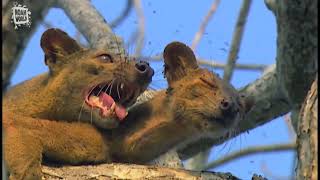 My Favorite Animal  Fossa Fouche cryptoprocta ferox [upl. by Mcnamee]