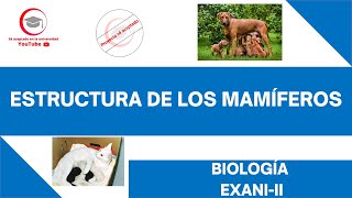 ESTRUCTURA DE LOS MAMÍFEROS  BIOLOGÍA  EXANIII 2024 [upl. by Komara]