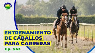 563 ¿Cómo se entrena un caballo para carreras [upl. by Fairman195]