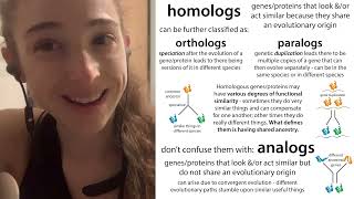 Homology terminology homolog ortholog paralog  plus sequence similarity and identity [upl. by Reynard622]