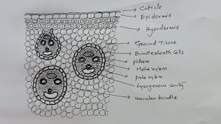 How to draw MONOCOT STEM TS sector diagram very easily [upl. by Cleodell148]