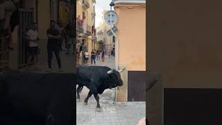 ¡INCREIBLE TORO por las calles de Almazora spain toros toro bull torobravo plazadetoros [upl. by Annaya]