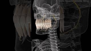 🦷 Alveolar Nerves The Sensory Pathways of Your Teeth 🦷 [upl. by Aisatnaf418]