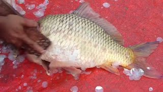 amazing big size colourful carp fish cleaning and cutting skill [upl. by Sacttler565]