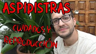 Como cuidar y reproducir Aspidistras Pilistras u Orejas de Burro Aspidistra Elatior [upl. by Rehoptsirhc]