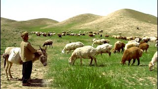 Grazing sheep in the green plain by a young shepherd [upl. by Nedroj]