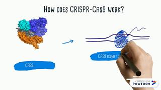 CRISPRCas9 Explained [upl. by Demmer]