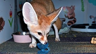 Fennec Fox Drinks Coconut Water After Stealing [upl. by Aynekal]