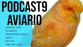 PODCAST 9 AVIARIO Semilla para el canto problema pájaros mundial encuestas nuevas estafas [upl. by Nylodnarb]