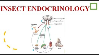 Insect Endocrinology [upl. by Ainekahs600]