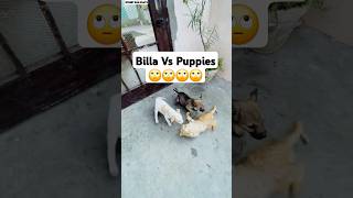 4 Puppies Vs 1 Cat 😱  minivlog [upl. by Nnaycart437]