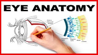 Eye Anatomy and Function  Made Easy [upl. by Hannasus]