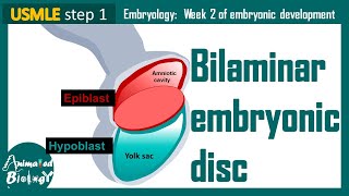 Bilaminar Embryonic Disc  Epiblast and Hypoblast  Embryology  USMLE [upl. by Joel670]