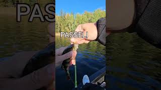 TÄSSÄ ON HINTA LAATU KOHDILLAAN  SHIMANO SLX 70 A amp RUTHLESS RODS PERCH VAPA kalastus [upl. by Yttiy]