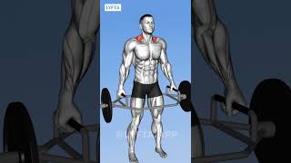 TRAP BAR exercises to try 🤩lyfta [upl. by Amat35]