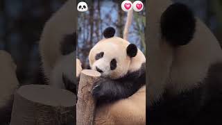 Panda fubo blinked her sleepy eyes🐼Dream wellfubofunnyvideos cute animals [upl. by Aihset]