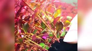 quotsuper redquot Aquatic plants Ludwigia Palustris [upl. by Aneela]