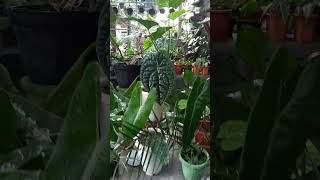 Philodendron X Anthurium plants tanamanindoor nature tanamanhiastermurah garden tanaman [upl. by Argela]