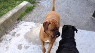 Dogge De Bordeaux VS Rottweiler [upl. by Eelyak]