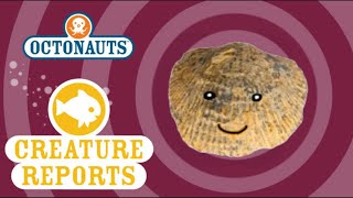 Octonauts Creature Reports  Brachiopods [upl. by Hinkel278]