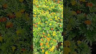 Tagetes patula the French marigold is a species of flowering plant in the family Asteraceaeshorts [upl. by Enawtna]