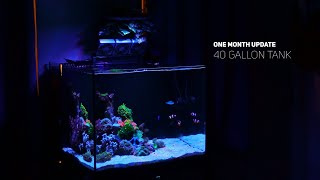 1 Month Old NANO Reef tank [upl. by Arretahs]